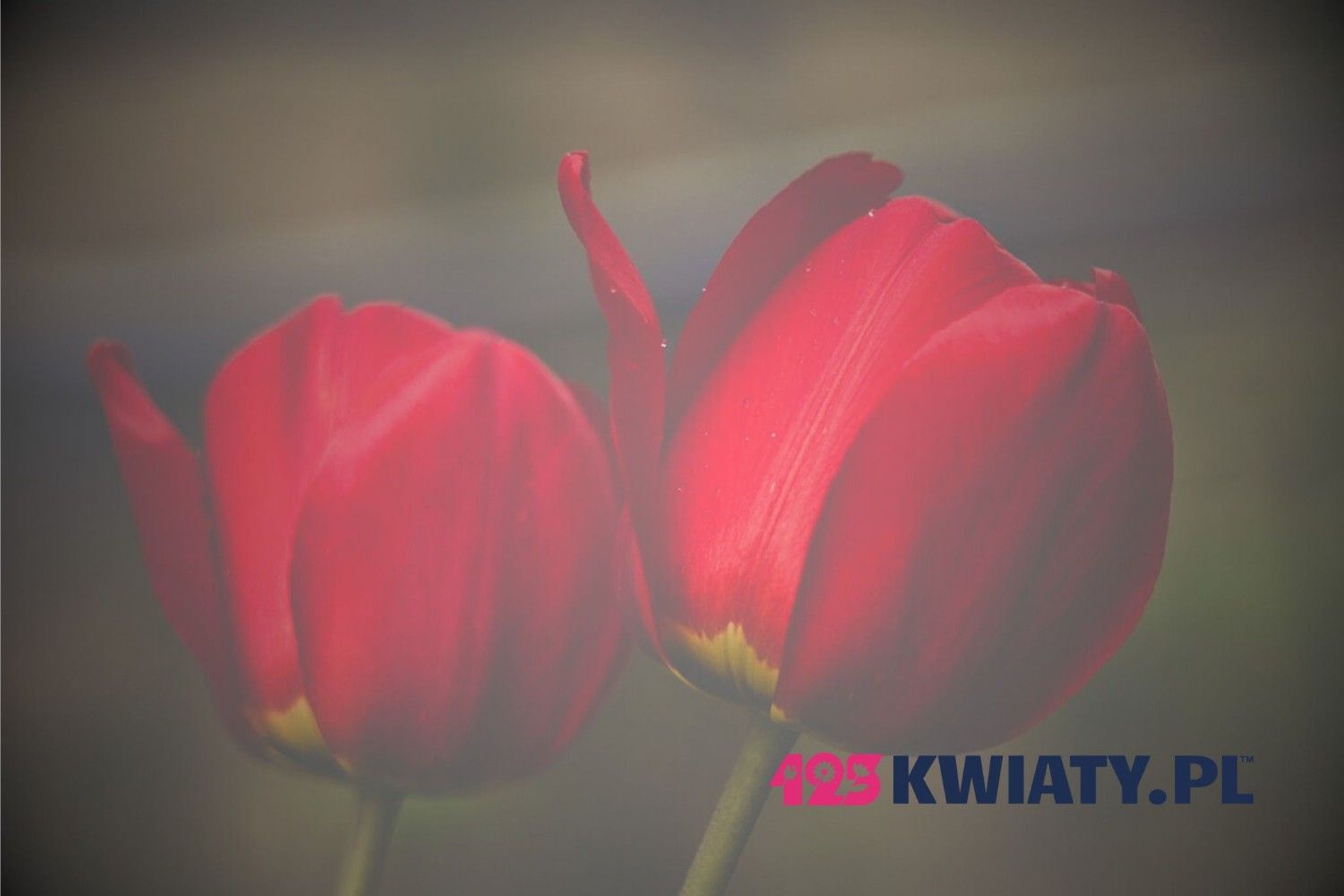 Ile kosztują tulipany?