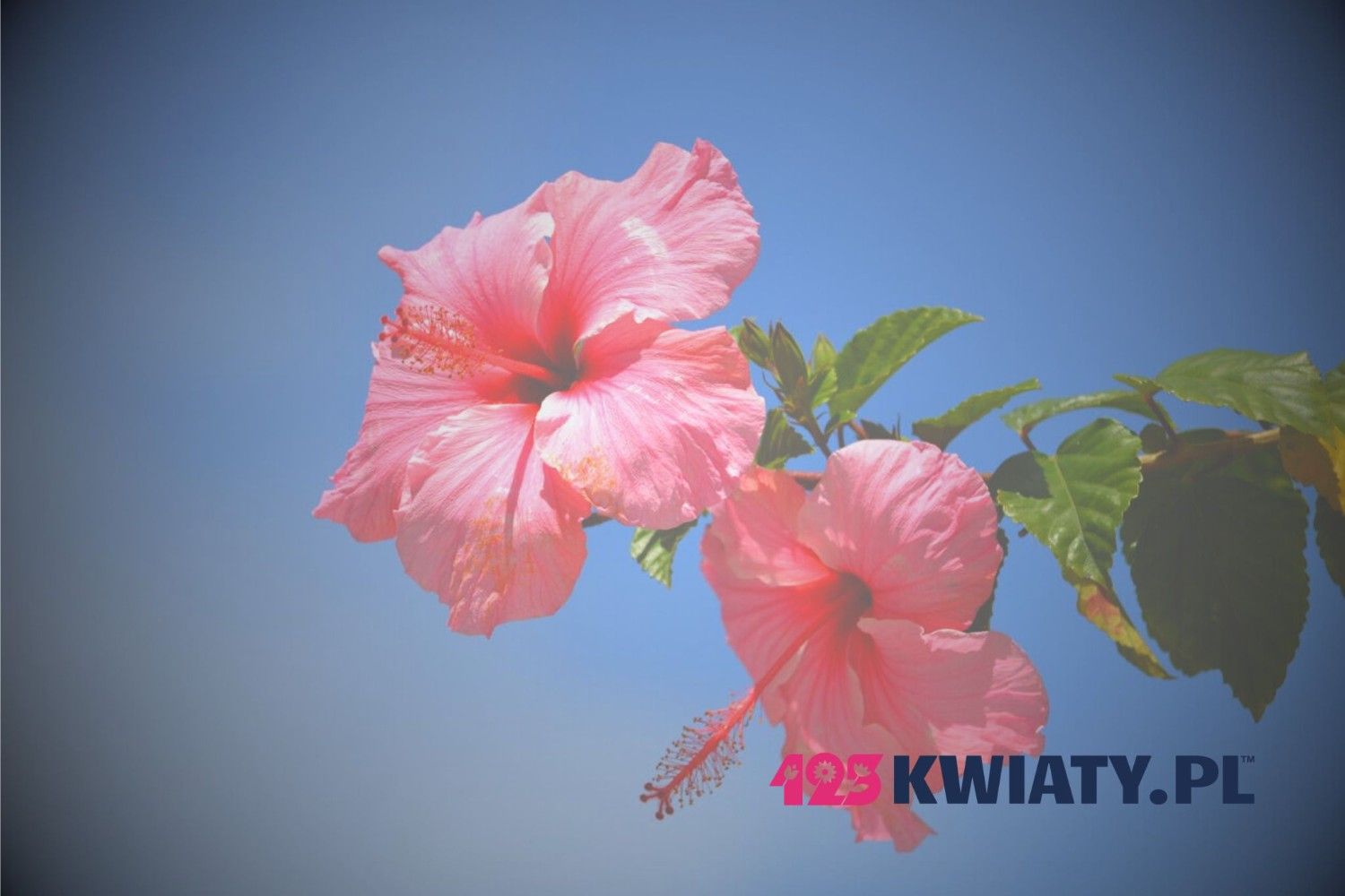 Ile kosztuje wiązanka pogrzebowa? Cennik 2025