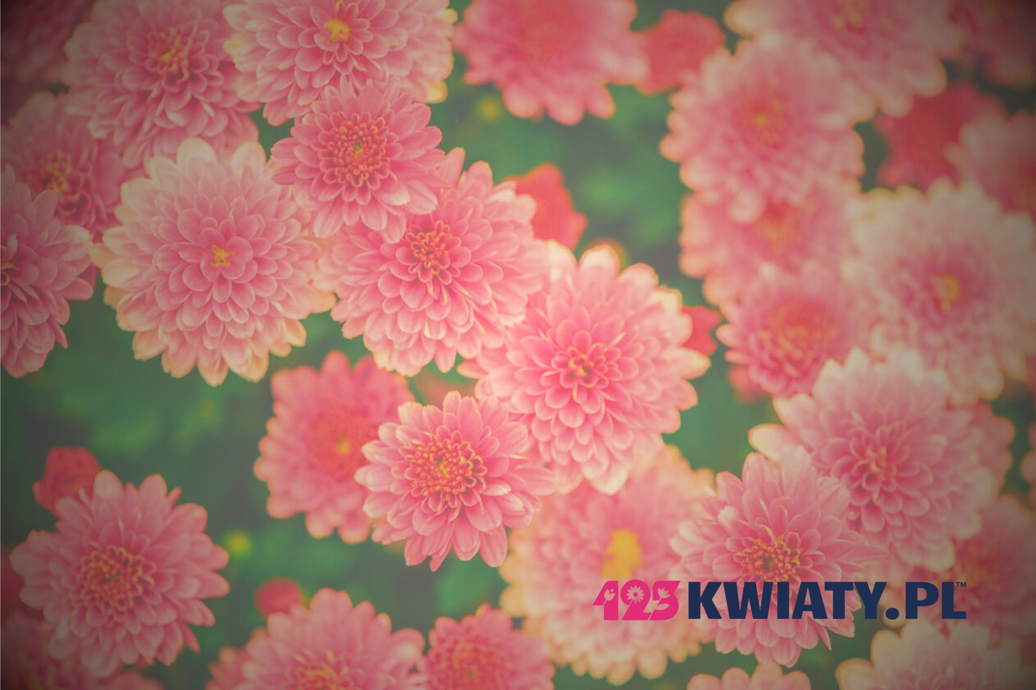 Przesyłka pocztą – kwiatową dostawą: ile idzie? Terminy realizacji zamówień