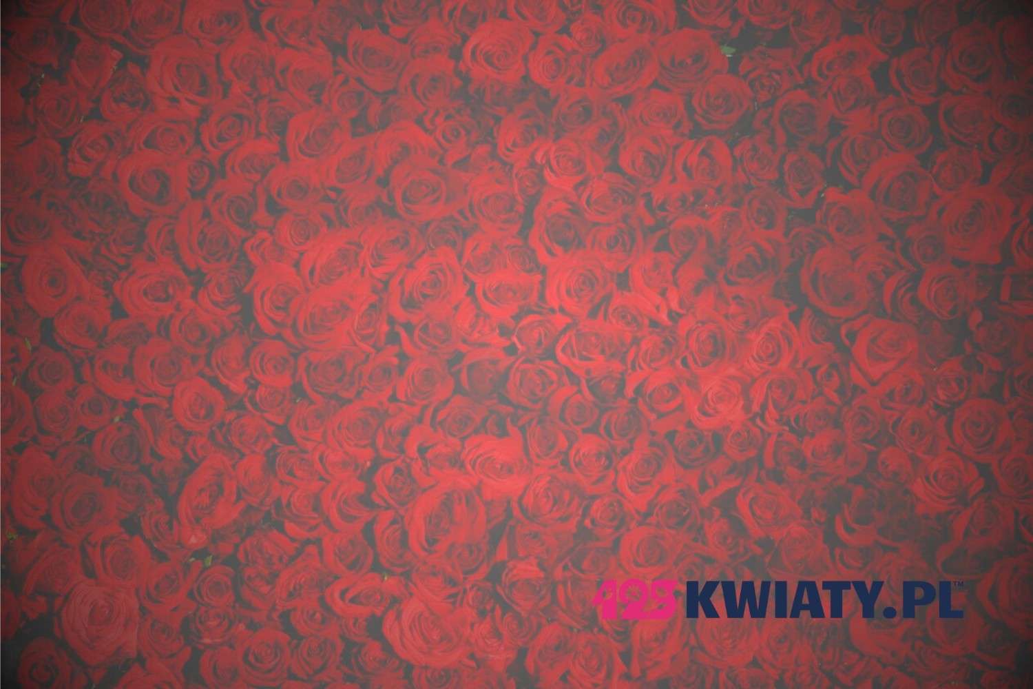 Ile kosztuje bukiet róż? Aktualny cennik kwiaciarni [2025]