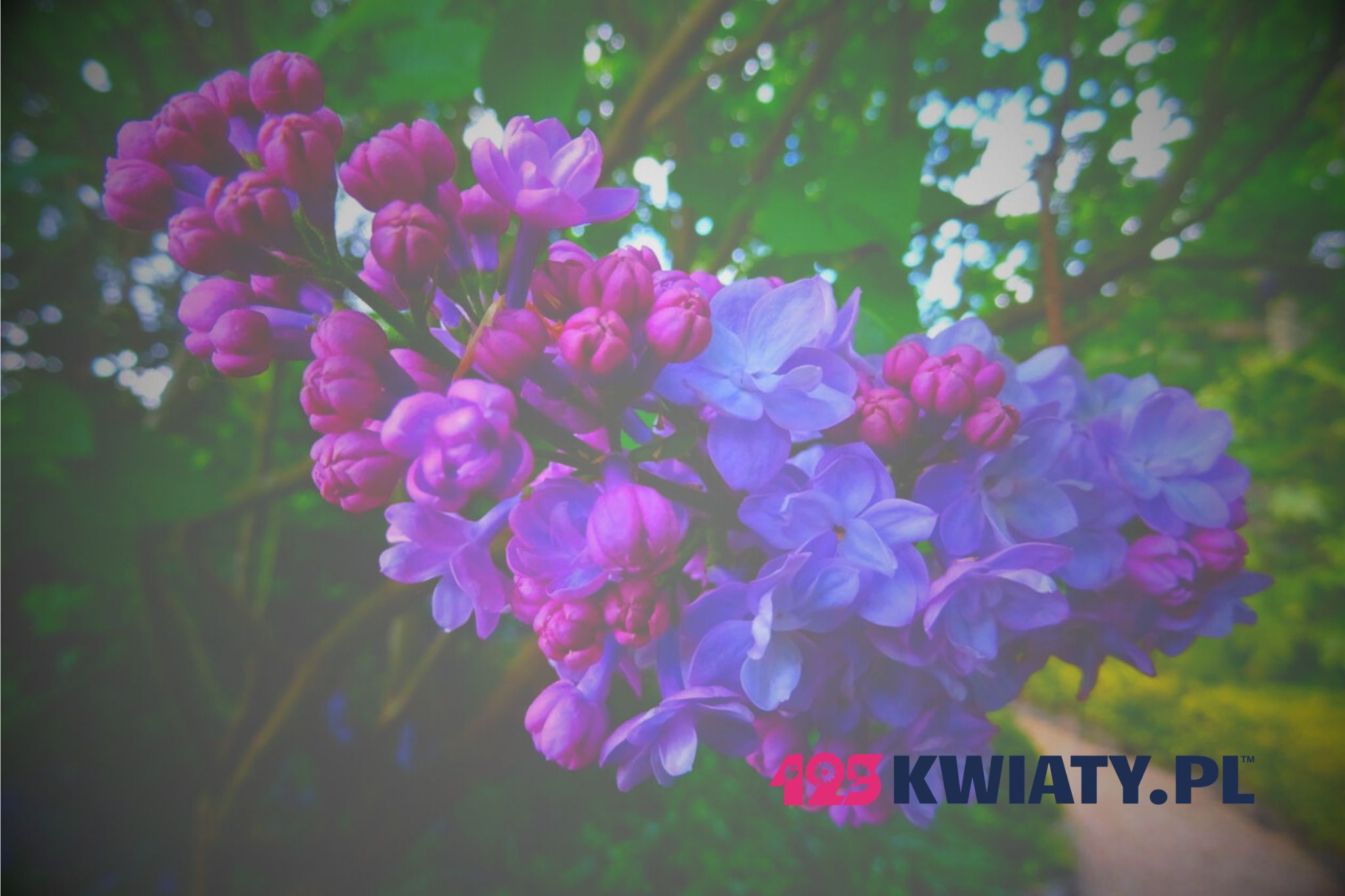 Poczta – kwiatowa dostawa. Czy warto skorzystać z tej usługi?
