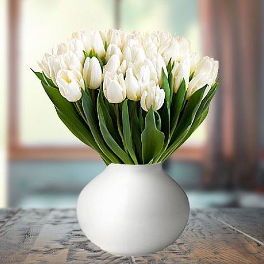 30 białych tulipanów