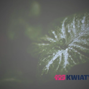 Dlaczego kwiaty „płaczą”? Krople wody na liściach roślin