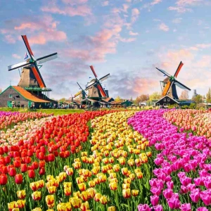 Tulipomania