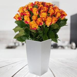 30 Herbacianych Róż