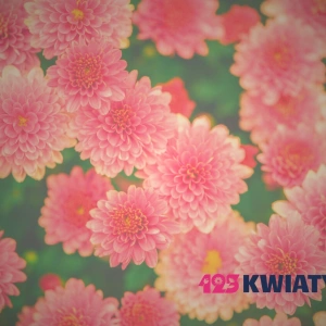 Przesyłka pocztą – kwiatową dostawą: ile idzie? Terminy realizacji zamówień