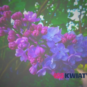Poczta – kwiatowa dostawa. Czy warto skorzystać z tej usługi?