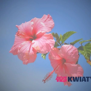 Ile kosztuje wiązanka pogrzebowa? Cennik 2025