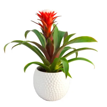 Guzmania