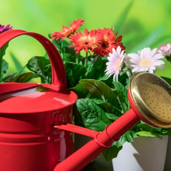 Pielęgnacja kwiatów ciętych/doniczkowych