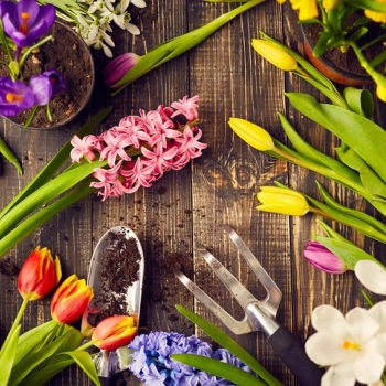 5 powodów, dlaczego żywe kwiaty są lepsze niż sztuczne