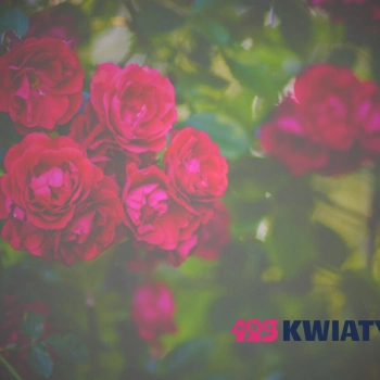 Jakie kwiaty najczęściej kupuje się w Rybniku? Raport 2025