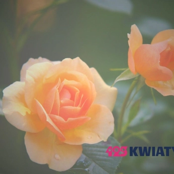 Jak wręczać kwiaty? Zrób to prawidłowo!