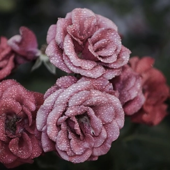 Znaczenie najpopularniejszych kwiatów