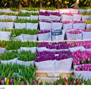 Giełdy kwiatowe w Holandii – w czym tkwi ich fenomen?
