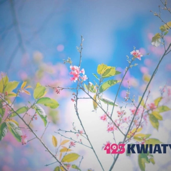 Składanie zamówień na nowej stronie 123kwiaty