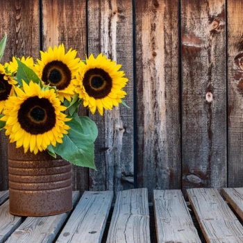 Słoneczniki na słoneczne dni