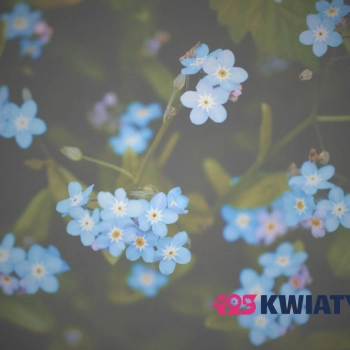 Jak suszyć kwiaty, by nie straciły koloru?