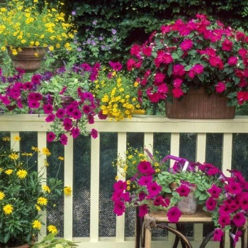 Jakie kwiaty posadzić na balkonie?