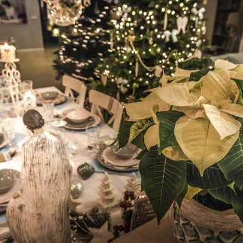 Gwiazda betlejemska – jak o nią zadbać przez cały rok?