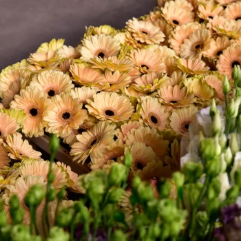 Kiedy warto postawić na gerbery?