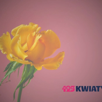 Powrót 123kwiaty – nowa strona, jeszcze lepsze bukiety!