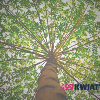 Jak działają szkółki drzew i kiedy warto z nich korzystać?