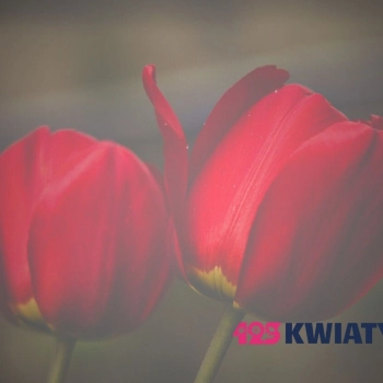 Ile kosztują tulipany? Sprawdź dzisiejsze ceny [2025]