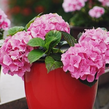 Twój dom piękniejszy dzięki kwiatom – poznaj naszą ofertę!