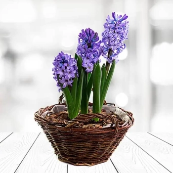 Co zrobić z przekwitniętymi hiacyntami?