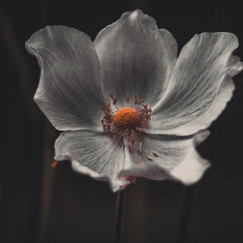 Ogród zimą – co zrobić, by nie był nudny i pusty?