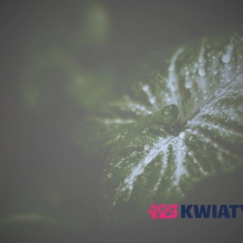 Dlaczego kwiaty „płaczą”? Krople wody na liściach roślin