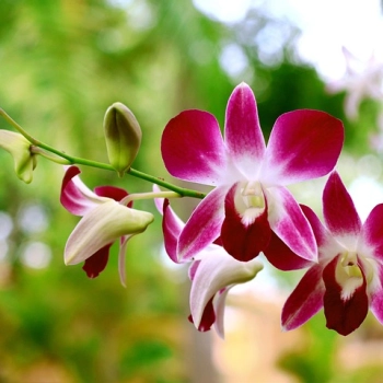 Jak pielęgnować storczyki?