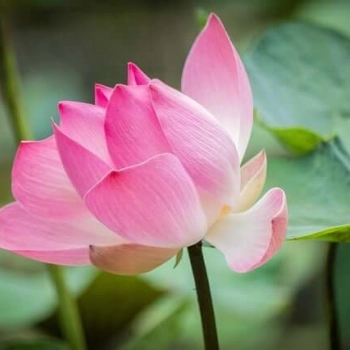 Jakie kwiaty na przeprosiny wybrać?