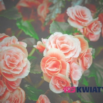 Jakie będą najmodniejsze kwiaty w 2026 roku?