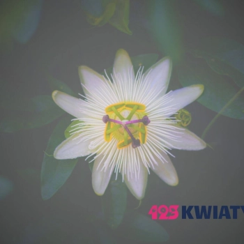 Czy dostawa kwiatów pocztą jest anonimowa?