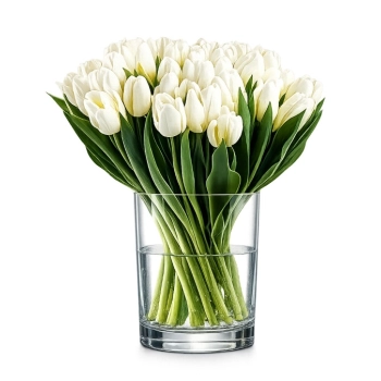 30 białych tulipanów