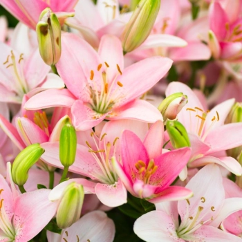 Lilie – kwiaty na każdą okazję