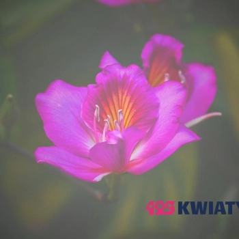 Czy kwiaty są dostarczane pocztą także w niedzielę?