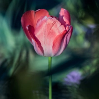 Jakie kwiaty dla mężczyzny wybrać? Florystyczne savoir-vivre