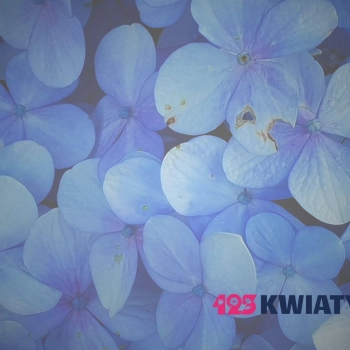 Flowerbox – czyli kwiaty z klasą, które nie potrzebują wazonu