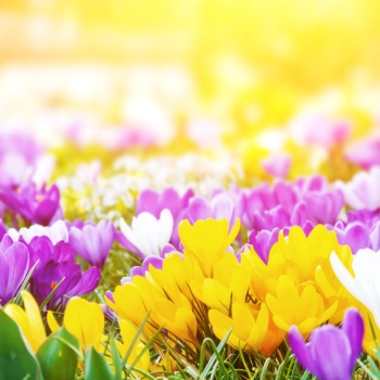 TOP 10 wiosennych kwiatów!