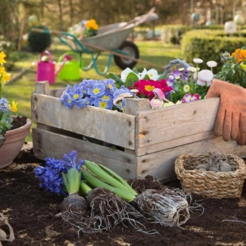Jakie kwiaty zasadzić wiosną w ogrodzie?