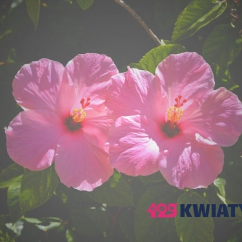 Promocje w naszej kwiaciarni – jak działają i dlaczego warto korzystać?