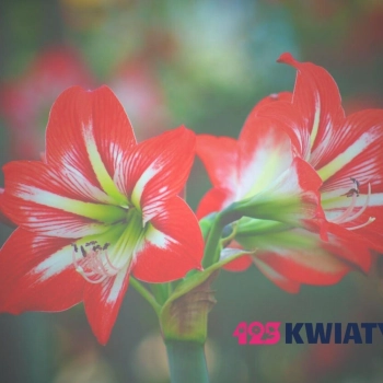 Jakie kwiaty dla teściowej na urodziny?