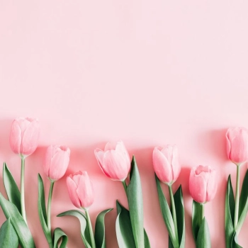 Chcesz podarować bliskiej Ci osobie bukiet tulipanów? Sprawdź, który kolor będzie odpowiedni