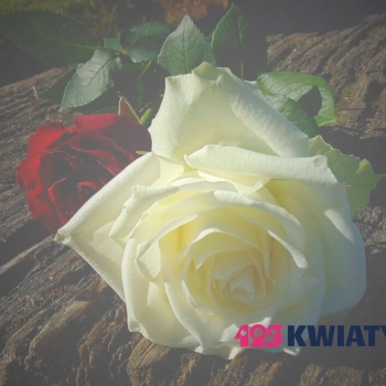 Cięte czy w doniczce – jakie kwiaty wybrać?