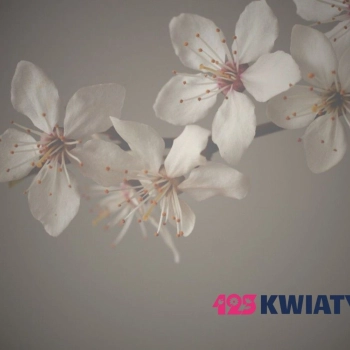 Kwiaty na lato – jakie bukiety są modne w wakacje 2025?