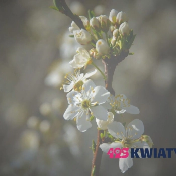 Dlaczego kwiaty daje się nieparzyście?