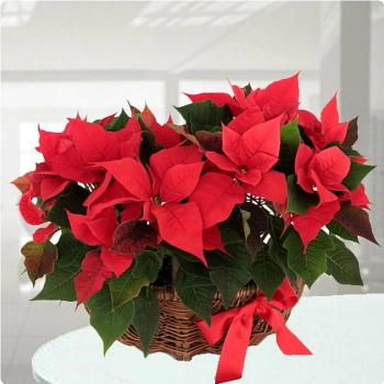 Kwiaty na Boże Narodzenie. Jakimi ozdobić wnętrze domu?